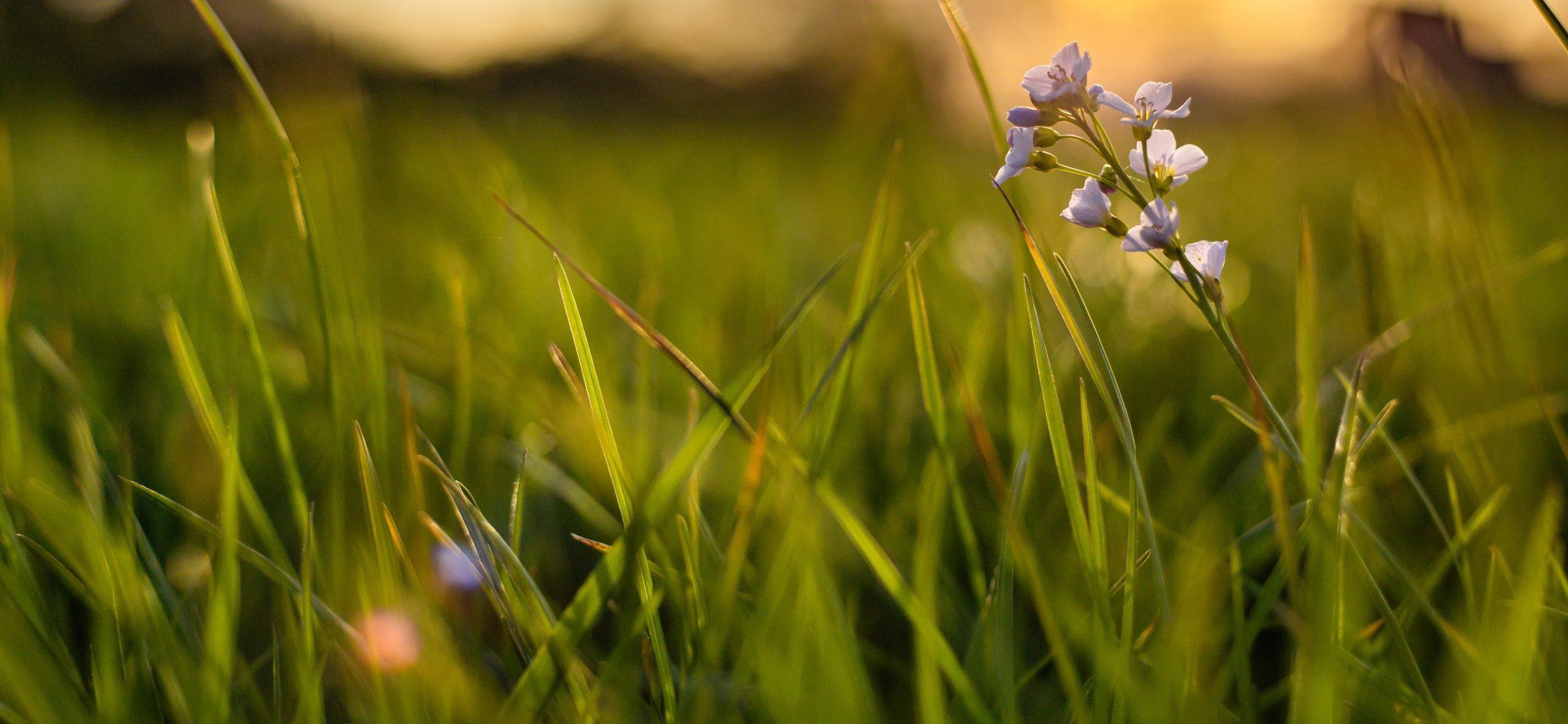 Pinksterbloem in een Fries weiland bij zonsondergang